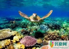世界上最大的珊瑚礁（澳大利亚大堡礁是全球求婚成