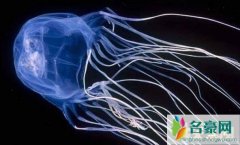 世界第一毒的动物（澳洲方水母-一触即毙药石无医