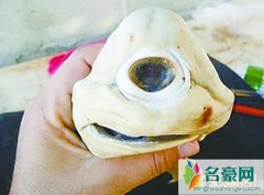 独眼鲨鱼图片（一种罕见先天性缺陷-畸形胎儿）