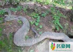 贵州大蛇事件真相（据说在吃人后消失不见-纯属捏