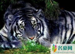 黑蓝虎灭绝了吗（疑似在世界上消失匿迹-传说动物