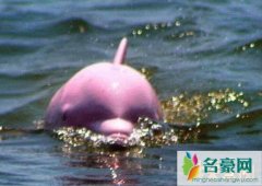 红瓶鼻海豚灭绝了没（全球仅剩14只左右/属于频危级