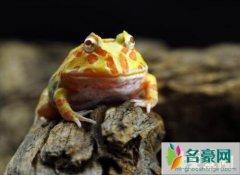 角蛙是什么蛙（一种新兴的宠物蛙-价值几百至两千