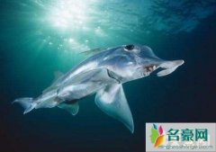 生活在深海幽灵鲨（存活地球3亿年以上/海洋中活化