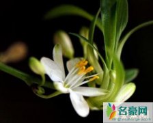 中国最有名的花（兰花是花中谦谦君子-花香色艳）