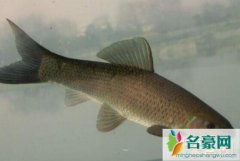 盘点中国最常见四大家鱼（青鱼草鱼鲢鱼鳙鱼-繁殖