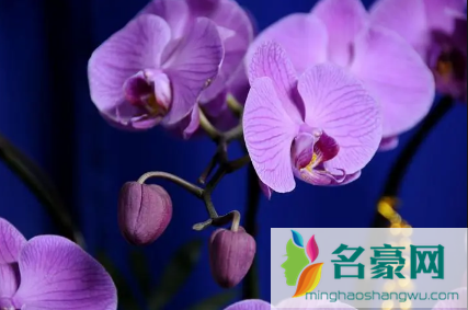 2022年蝴蝶兰什么时候开花1