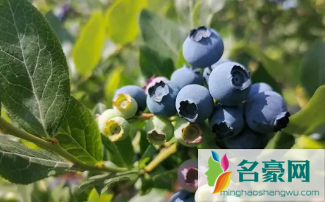 洗蓝莓要用盐水泡吗3