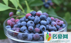蓝莓一天吃多少为宜 蓝莓能不能一天吃一盒