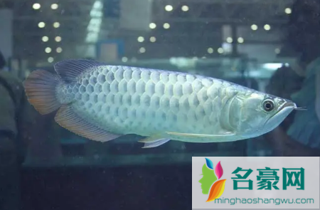 银龙鱼三天不喂食会死吗2