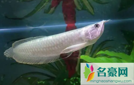 银龙鱼三天不喂食会死吗3