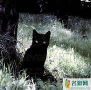 猫是招鬼还是辟邪的（白猫招鬼黑猫辟邪-民间传言