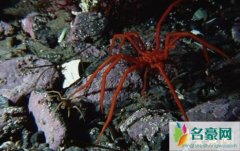 南极巨型海蜘蛛（腿长25厘米患有极地巨大症-图片）