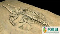 世界上最早的鲸鱼:古蜥鲸（竟能将恐龙生吞-化石图