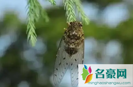 夏至下雨三伏天热吗1