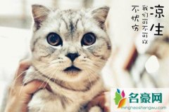 冬菇是不是程天佑的猫什么品种 冬菇和凉生的关系