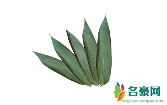 粽子叶怎么保存才新鲜2