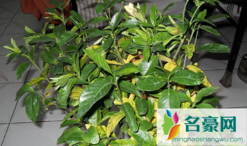 栀子花叶子发黄是什么原因3