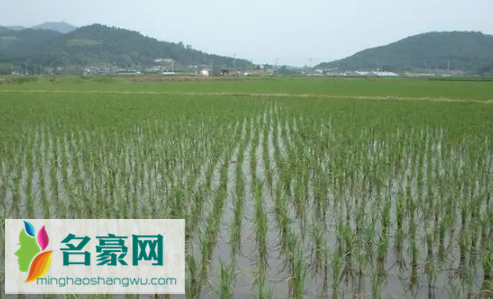养鱼赚钱吗风险大吗2