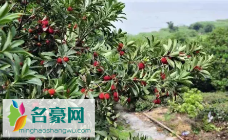 2022小暑后是不是更爱犯困3
