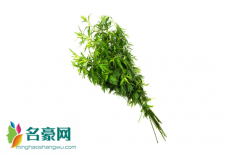 艾草杆子和艾草叶子哪个效果好 艾草泡脚用根还是