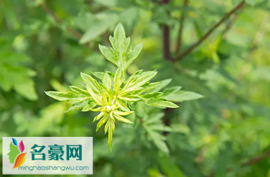 艾草杆子和艾草叶子哪个效果好2