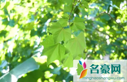 北方秋老虎厉害还是南方秋老虎厉害3