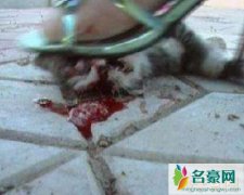 高跟鞋虐猫事件（女子蹬高跟鞋活活踩死猫咪-录视