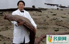 日本海岸发现不明生物（疑似核泄漏后的变异体-外