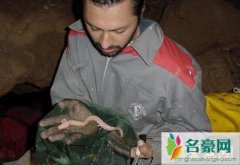 四川发现一条幼龙（竟是最像龙的生物洞螈-宛如真