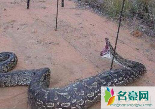 贵州修路挖出大蛇飞走