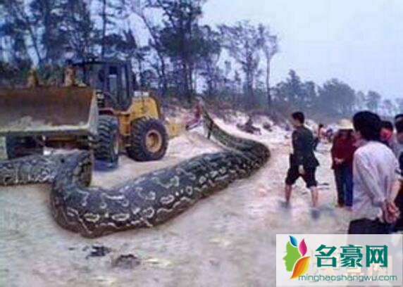 贵州修路挖出大蛇飞走