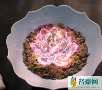 琉璃心灯亮了吗 褚璇玑为什么要种心灯