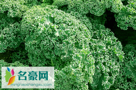 羽衣甘蓝是生菜吗1