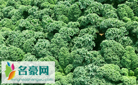 羽衣甘蓝是生菜吗3