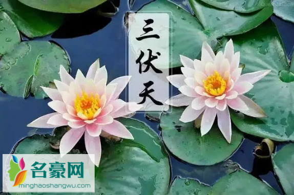 三伏天2022从哪天开始1