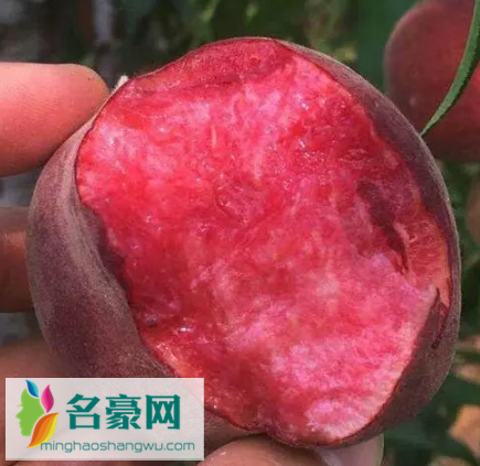 血桃没熟果肉是不是白的3
