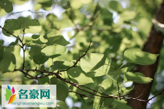 may i love you是什么梗3