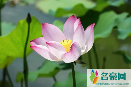 2022年7月有什么节日和纪念日2