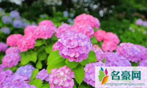 2022年7月有什么节日和纪念日1