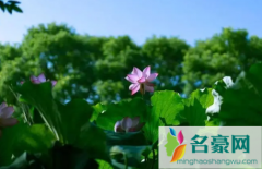 是中伏热还是末伏热 中伏期间哪些是要注意的