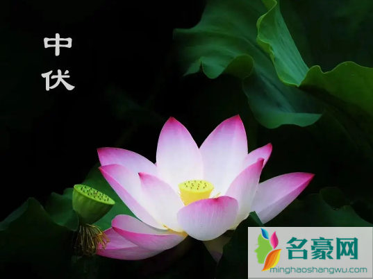 2022年中伏有多少天3