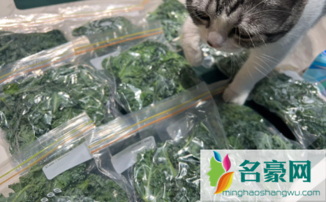 羽衣甘蓝的根茎为啥不能吃4