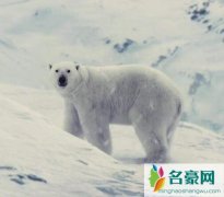 电影雪国列车结局什么意思 他们为什么炸掉列车