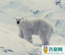 雪国列车最后的北极熊代表了什么 两个小孩子能活