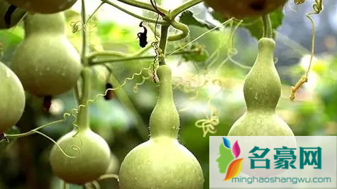 家里挂开口葫芦还是闭口葫芦好1