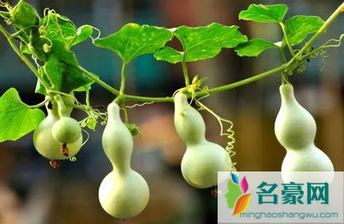 家里挂开口葫芦还是闭口葫芦好3