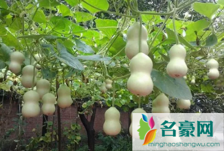 家里挂开口葫芦还是闭口葫芦好2