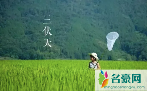 2022年三伏天几伏最热3