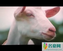 电影误杀里面的羊代表了什么 多次出现隐喻很深